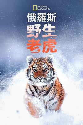 俄罗斯野生老虎 1080p